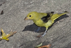 Scarlet Tanager