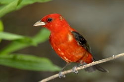 Scarlet Tanager