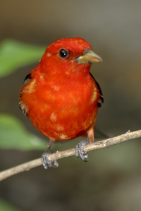 Scarlet Tanager