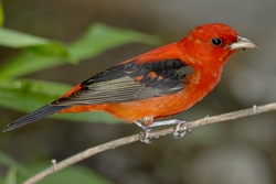 Scarlet Tanager