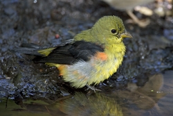Scarlet Tanager