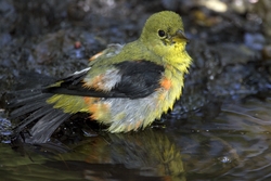 Scarlet Tanager