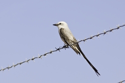 Scissor-tailed Flycatcher