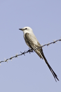 Scissor-tailed Flycatcher
