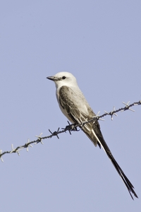 Scissor-tailed Flycatcher