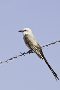 Scissor-tailed Flycatcher