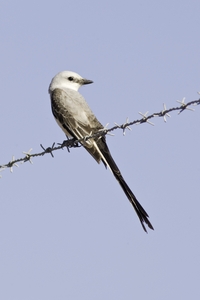 Scissor-tailed Flycatcher