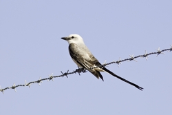Scissor-tailed Flycatcher