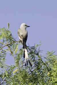 Scissor-tailed Flycatcher