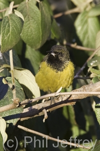 Scott's Oriole