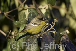 Scott's Oriole