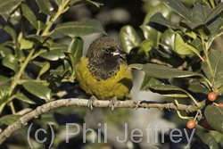 Scott's Oriole