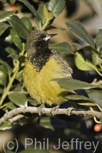 Scott's Oriole