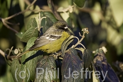 Scott's Oriole