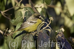 Scott's Oriole