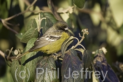 Scott's Oriole