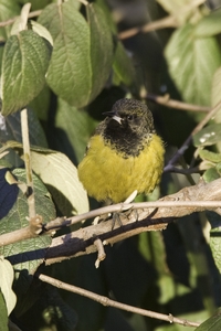 Scotts Oriole
