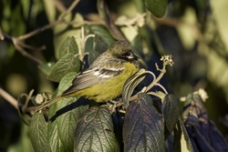 Scotts Oriole