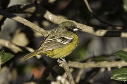 Scotts Oriole