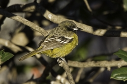 Scotts Oriole