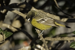 Scotts Oriole