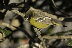 Scotts Oriole