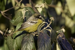 Scotts Oriole