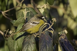 Scotts Oriole