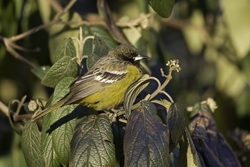 Scotts Oriole