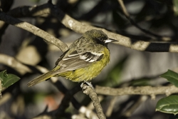 Scotts Oriole
