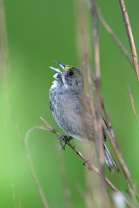 Seaside Sparrow