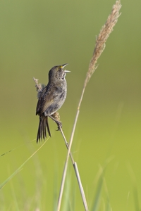 Seaside Sparrow
