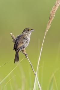 Seaside Sparrow