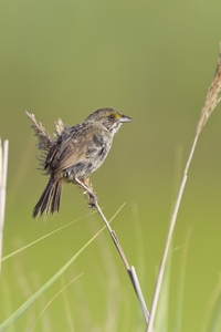 Seaside Sparrow