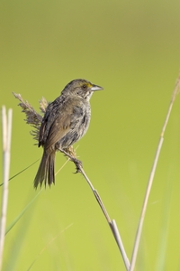 Seaside Sparrow