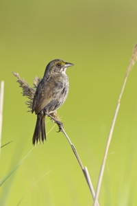 Seaside Sparrow
