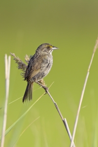 Seaside Sparrow