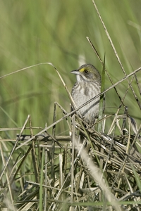 Seaside Sparrow
