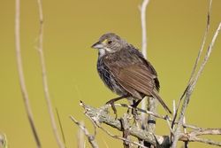 Seaside Sparrow