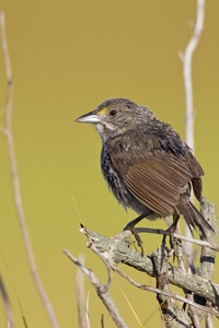 Seaside Sparrow
