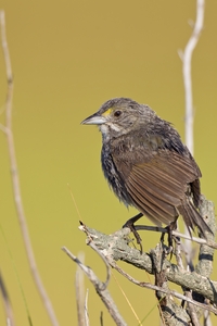 Seaside Sparrow