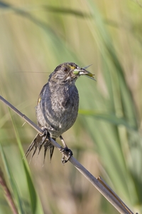 Seaside Sparrow