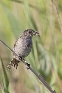 Seaside Sparrow
