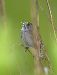 Seaside Sparrow