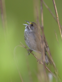 Seaside Sparrow