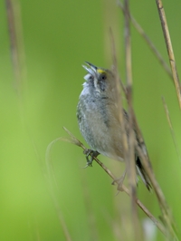 Seaside Sparrow
