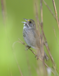 Seaside Sparrow