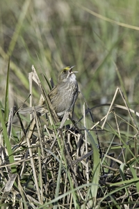 Seaside Sparrow