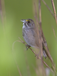 Seaside Sparrow