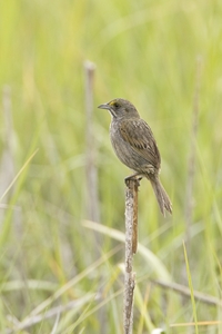Seaside Sparrow
